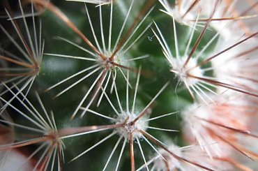 Kaktusik ;) #kaktus #kwiat #kwiaty #kolce