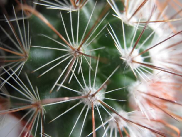 Kaktusik ;) #kaktus #kwiat #kwiaty #kolce