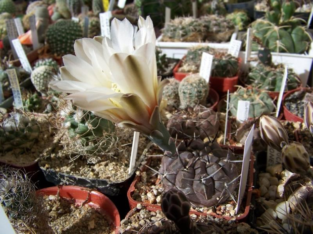 Gymnocalycium brachypetalum