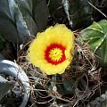 Astrophytum senilis