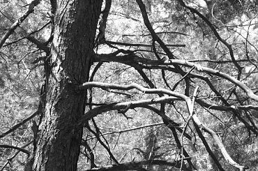 Uschnięte drzewo #uschnięte #drzewo #las #przyroda #natura