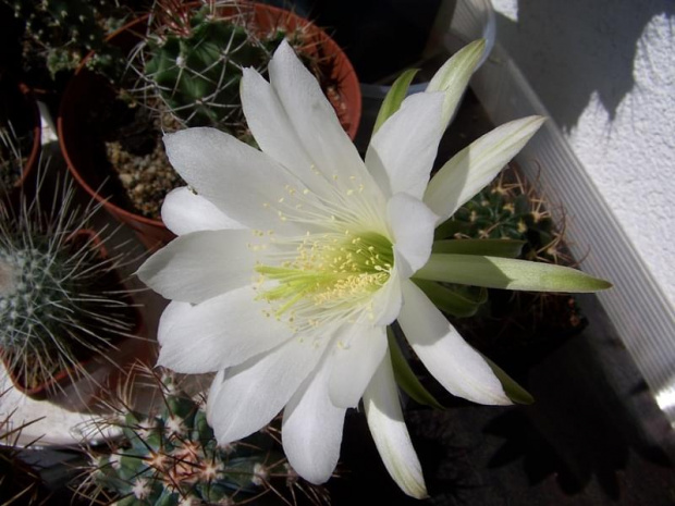 Echinopsis