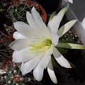 Echinopsis