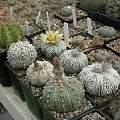 Astrophytum asterias