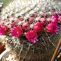 Mammillaria