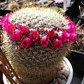 Mammillaria