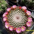 Mammillaria