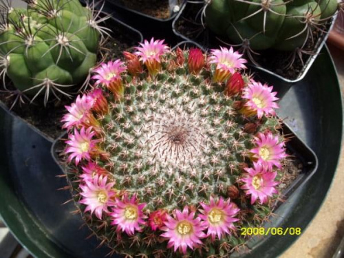 Mammillaria