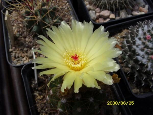 Notocactus ottonis