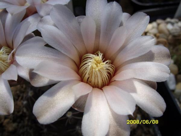 Gymnocalycium platense