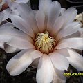 Gymnocalycium platense