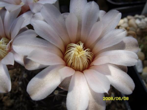 Gymnocalycium platense