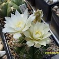 Gymnocalycium denudatum