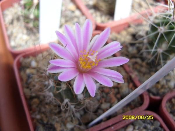 Turbinicarpus pseudomarchele bernel