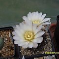 Gymnocalycium sp. a.v.f frić