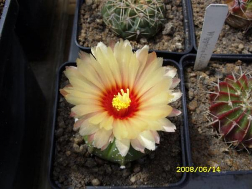 Astrophytum