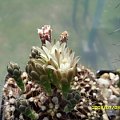 Gymnocalycium mihanovichii