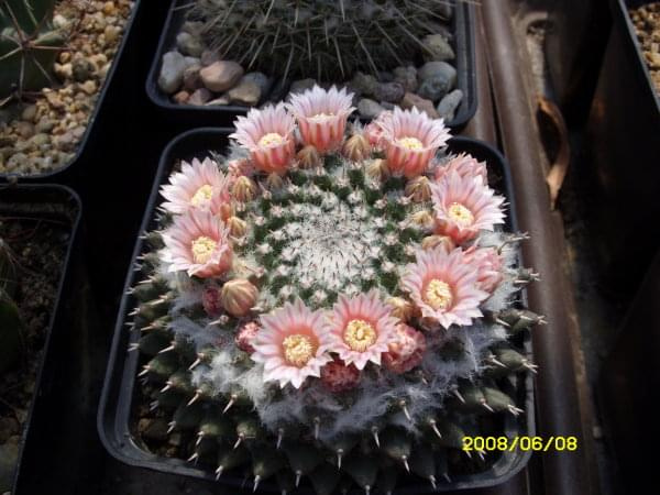 Mammillaria sp.