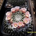 Mammillaria sp.