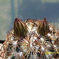 Coryphantha sp.