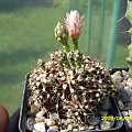 Gymnocalycium mihanovichii