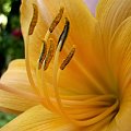 Samoan Song #liliowiec #liliowce #kwiaty #ogrod #przyroda #piekno
