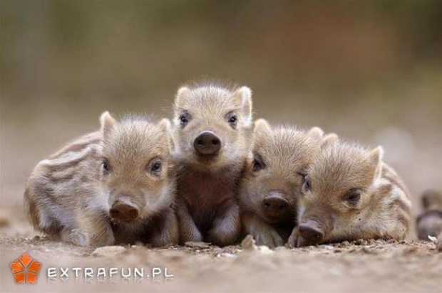 www.extrafun.pl #extrafun