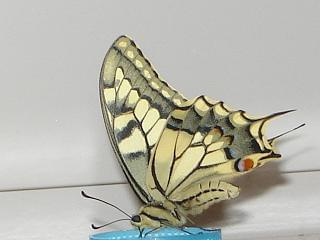 Papilio machaon 2