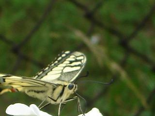 Papilio machaon 5