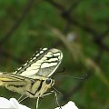 Papilio machaon 5