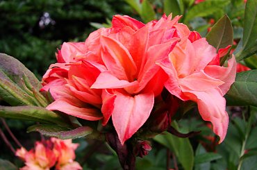 #kwiaty #rododendrony