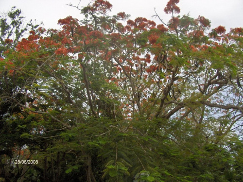 najpiękniej kwitnące drzewo - Flamboyan