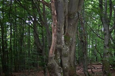 #bieszczady