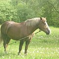 Cudne konie nad Wisłą...