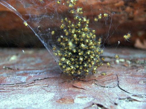 pająki w kokonie