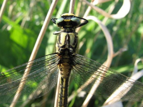 Ważka #Ważka #natura #przyroda #makro