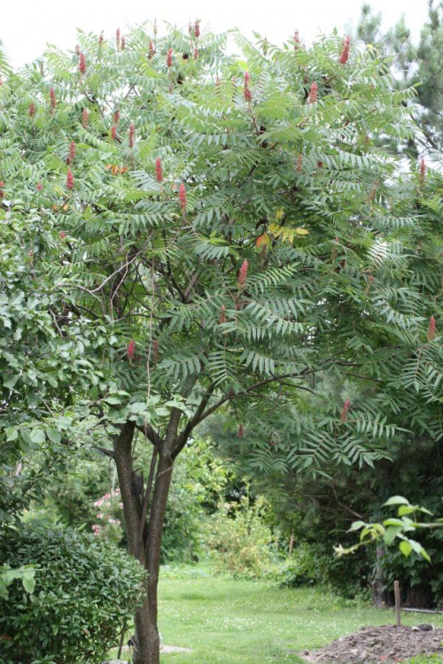 sumak #drzewo #natura #SumakOctowiec