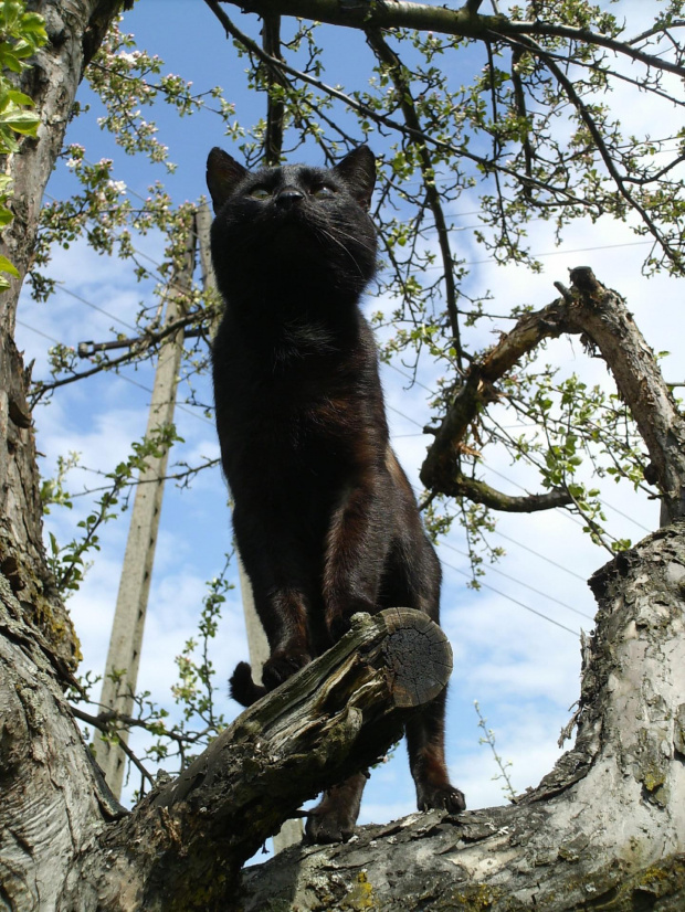 Kot czarownicy