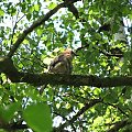 Sójka (Garrulus glandarius)