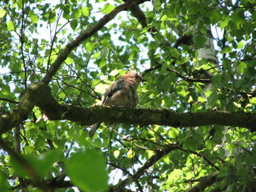 Sójka (Garrulus glandarius)