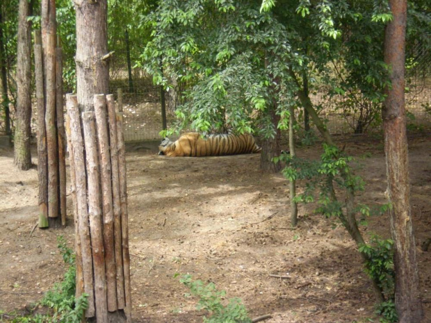 Zoo #TygrysSyberyjski #tygrys #ZooPoznań #zoo #zwierzęta
