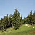 Widok z trasy na Gubałówkę #góry #przyroda #Tatry #krajobraz #lato #drzewa