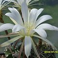 Echinopsis