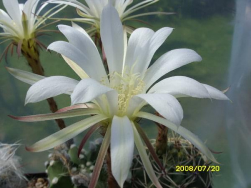 Echinopsis