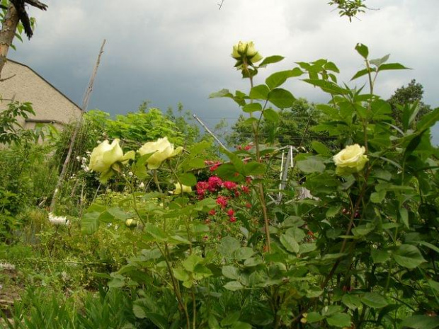 #ogród #burza