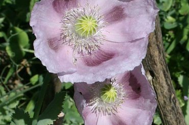 maki #ogród #mak #kwiaty