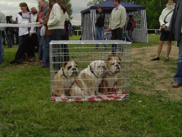 Wystawa psów w Wałbrzychu 2005 r.