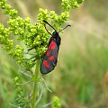 Kraśnik rogalik - Zygaena loti . Data : 27.06.2008. Miejscowość : Piaski Wielkopolskie .