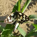 Polowiec szachownica - Melanargia galathea . Data : 01.07.2008. Miejscowość : Piaski Wielkopolskie .