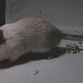 myszoskoczek gerbil